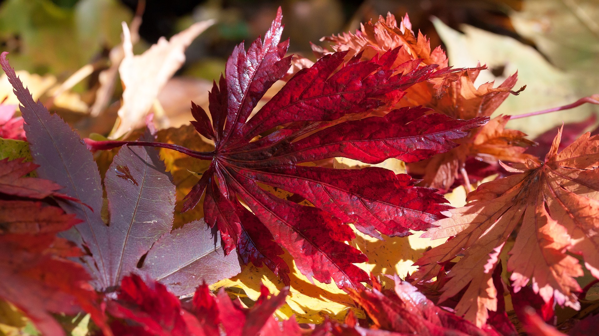 fall leaves, autumn leaves