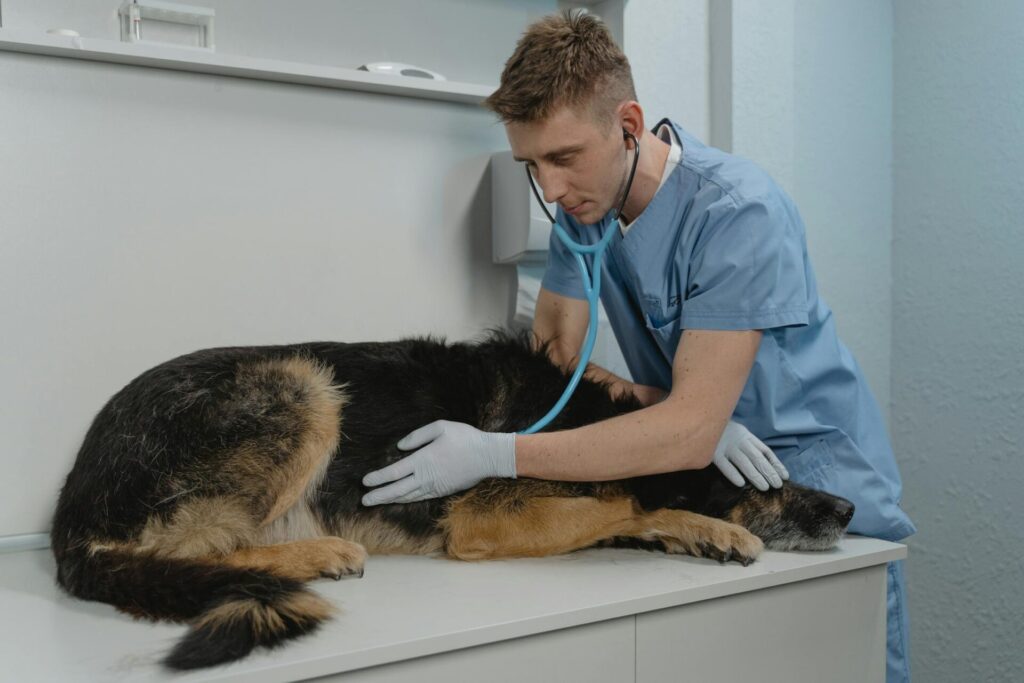 Veterinarian examining a pet in a modern clinic with digital signage displays